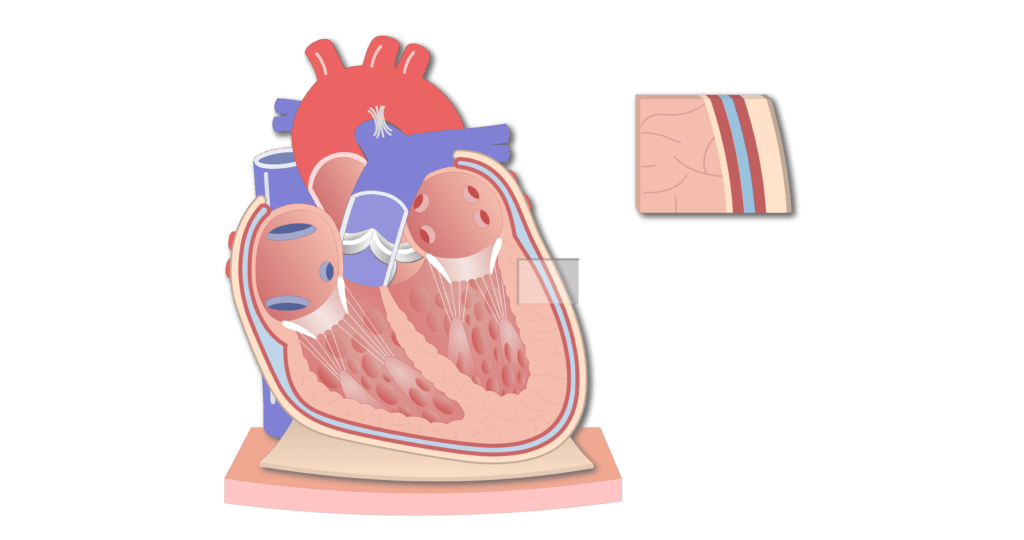 What is the name of the double-layered membrane that surrounds the heart?