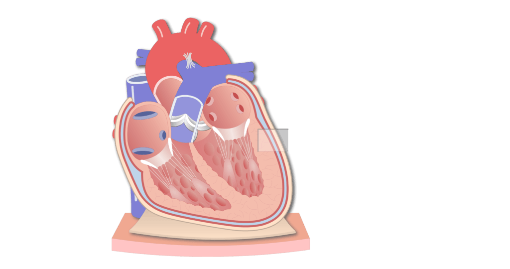 Coronal section of the pericardium animation slide 2