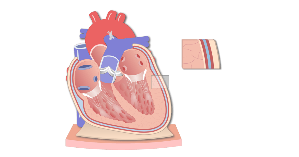 Coronal section of the pericardium animation slide 9