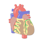 featured image for the coronary veins of the heart. with the veins highlighted in green.