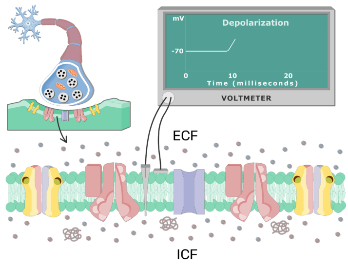 Depolarization of the Postsynaptic Neuron Membrane