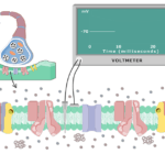 An image showing the depolarization chart on the board, the cell membrane of a neuron cell is magnified