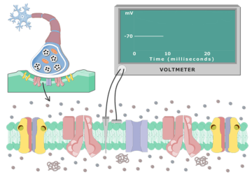 An image showing the depolarization chart on the board, the cell membrane of a neuron cell is magnified