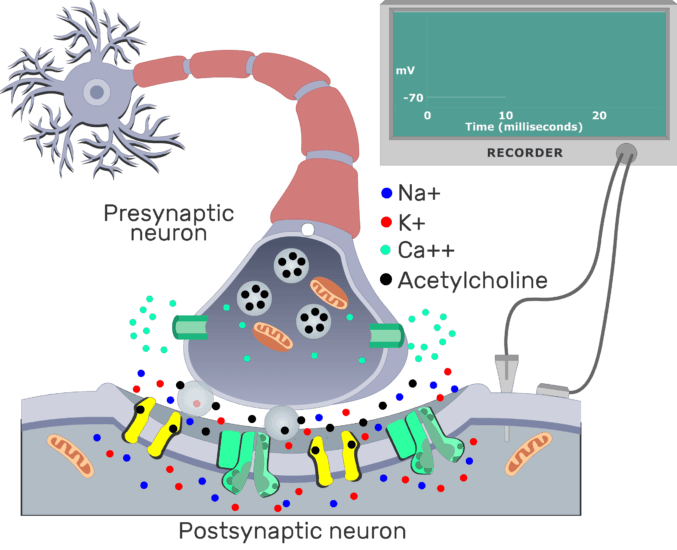 Summary of cholinergic synaptic events