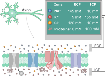 Distribution of Ions In Resting Axons - Featured