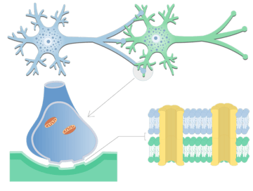 Electrical Synapse - Basic Structure - Featured
