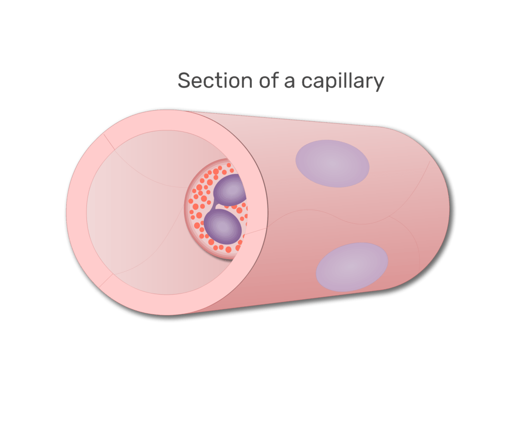An eosinophil in a section of capillary animation slide 2
