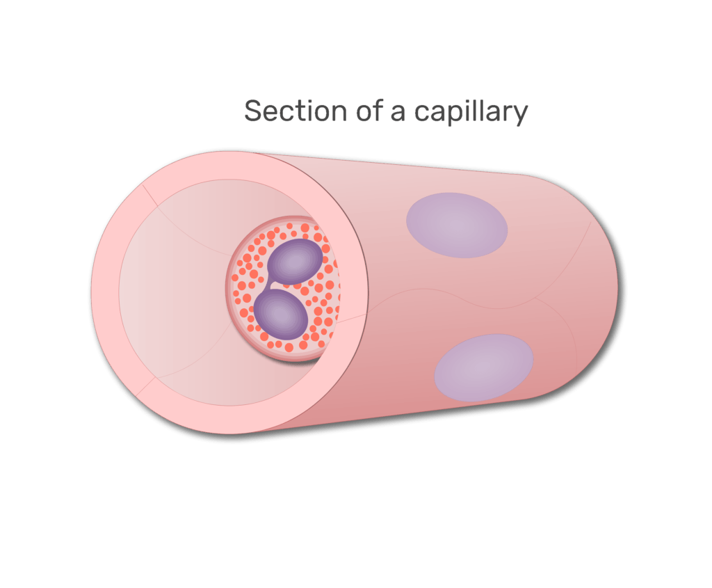 An eosinophil in a section of capillary animation slide 3
