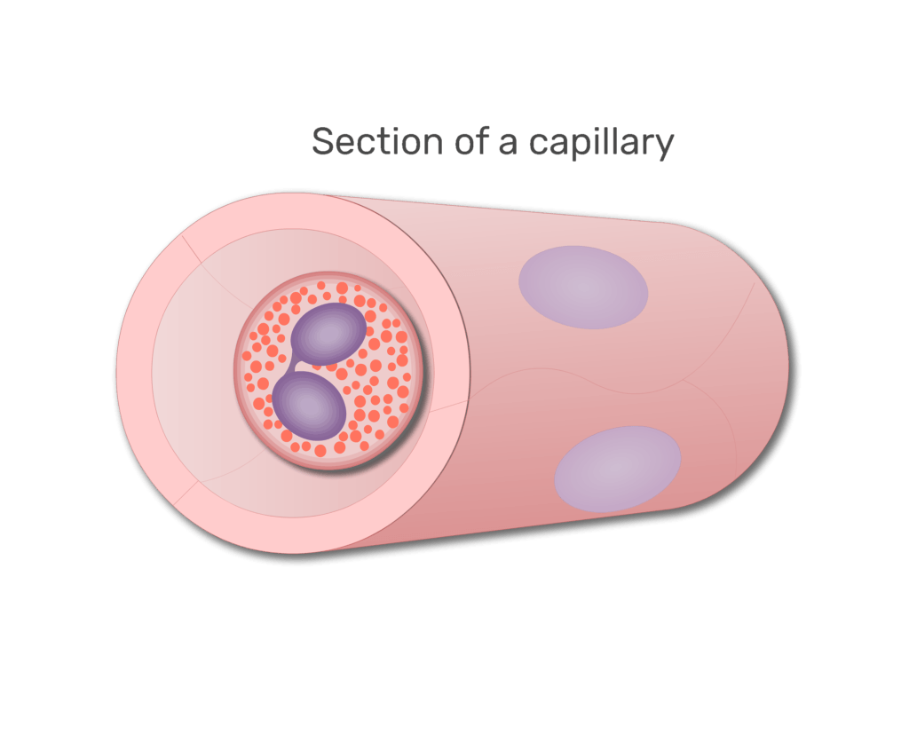 An eosinophil in a section of capillary animation slide 5