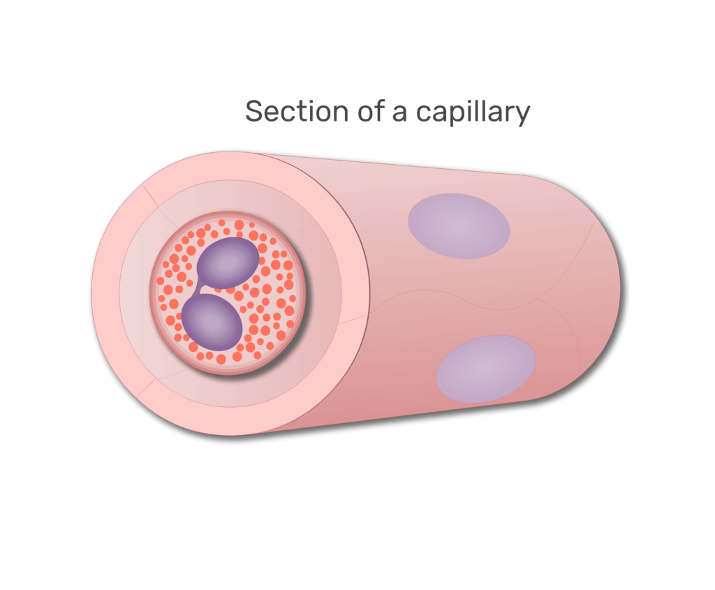 An eosinophil in a section of capillary animation slide 6