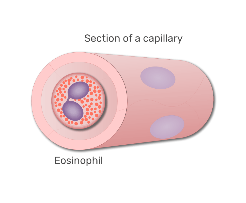 An eosinophil in a section of capillary animation slide 7