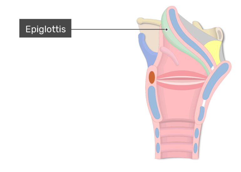 The epiglottis of the larynx labeled GetBodySmart