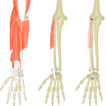 Featured image showing three images of the posterior forearm. The image on the left shows the bony elements and the muscles of the posterior forearm, the middle image shows the bony elements and isolated Extensor Carpi Radialis Brevis muscle, and the image on the right shows the attachments of the Extensor Carpi Radialis Brevis muscle connected by a transparent muscle itself.