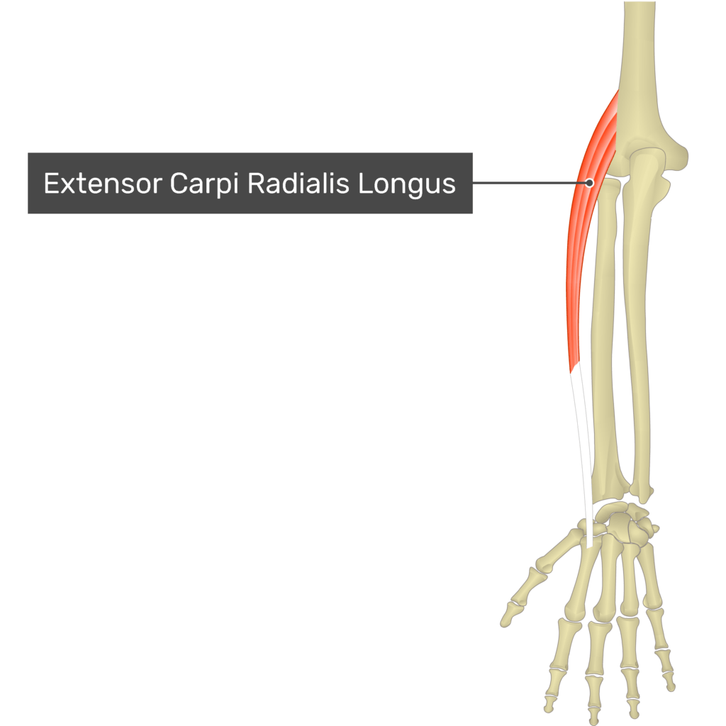 Extensor. Extensor digiti minimi мышца. Extensor. Extensor carpi ulnaris. Extensor.