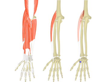 Featured image showing three images of the posterior forearm. The image on the left shows the bony elements and the muscles of the posterior forearm, the middle image shows the bony elements and isolated Extensor Carpi Radialis Longus muscle, and the image on the right shows the attachments of the Extensor Carpi Radialis Longus muscle connected by a transparent muscle itself.