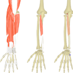The featured image for extensor carpi ulnaris muscle. The view on the left shows the bony elements and the soft structures of the posterior forearm and the wrist, the middle image shows the isolated extensor carpi ulnaris muscles, the image on the right shows the its attachments connected by a transparent extensor carpi ulnaris muscle.