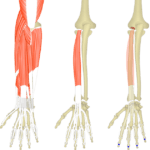 Featured image presenting three views of the extensor digitorum. The image on the left shows muscles of the posterior forearm and wrist, the middle image shows the isolated extensor digitorum muscle, whereas the image on the right shows its attachments.