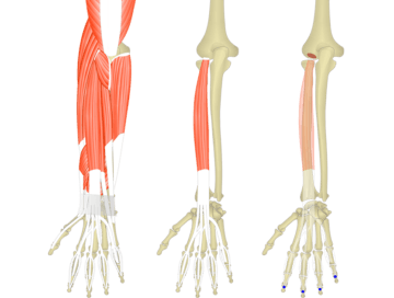 Featured image presenting three views of the extensor digitorum. The image on the left shows muscles of the posterior forearm and wrist, the middle image shows the isolated extensor digitorum muscle, whereas the image on the right shows its attachments.