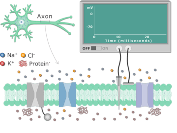An image showing different types of channels in the (neuron) cell membrane (between ICF and ECF)