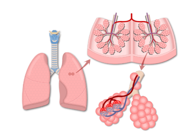A zoom-in of the secondary lobule and alveolar duct