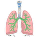 Anterior view of lungs with bronchus hightlighted