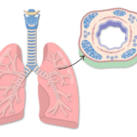 The featured image for the bronchial wall tutorial demonstrating the anterior lung and a cross section of the bronchial wall
