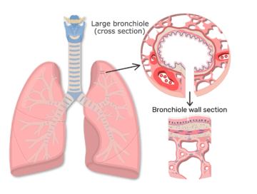 The bronchiole wall featured image with zoom-in anatomy and cross section