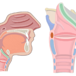 Sagittal views of the epiglottis as the featured image