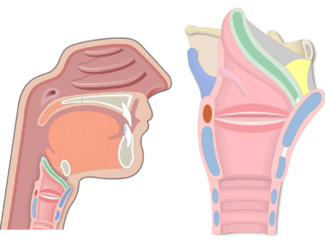 Sagittal views of the epiglottis as the featured image