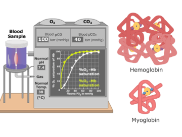 The featured image-- a myoglobin and hemoglobin molecule.