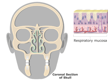 The respiratory mucosa highlighted and a zoom in view of the mucosa
