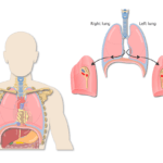 The featured image for the lung surfaces tutorial