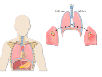 The featured image for the lung surfaces tutorial