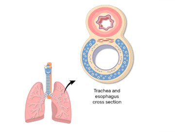 A cross section of the trachea and esophagus