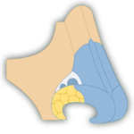 The nasal bones and supporting bones are demonstrated in the featured image