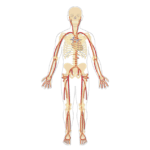Featured image for the major systemic arteries.