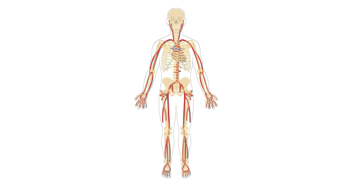 Major Systemic Arteries