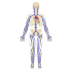 Featured image for the major systemic veins
