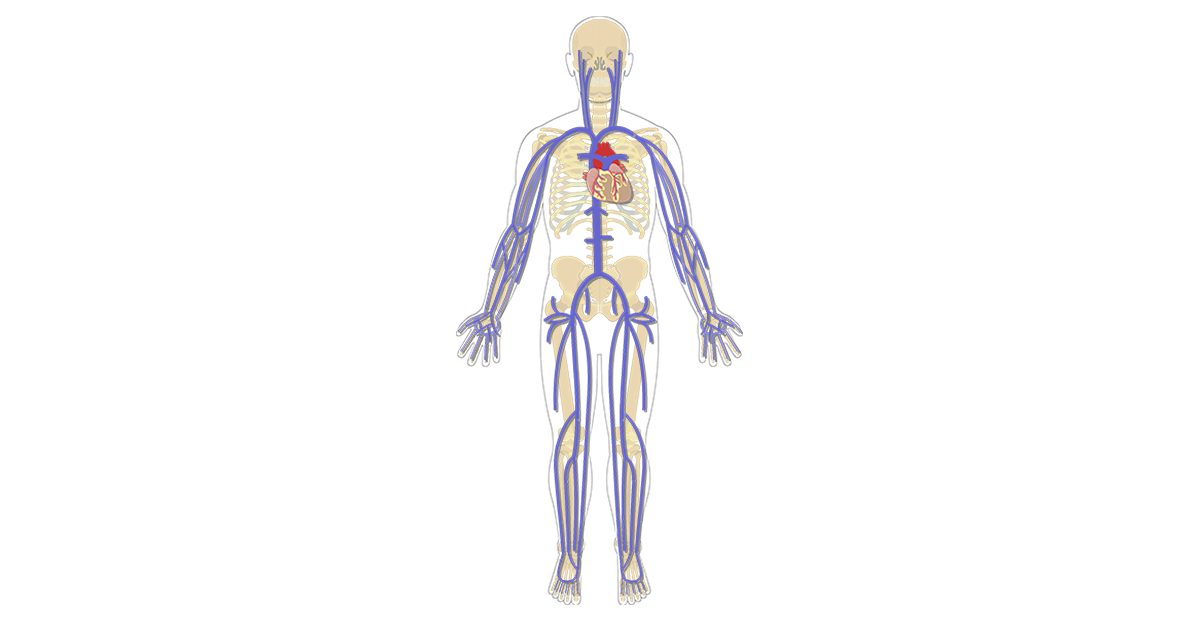 systemic veins)