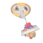 Featured image of the valves of the heart
