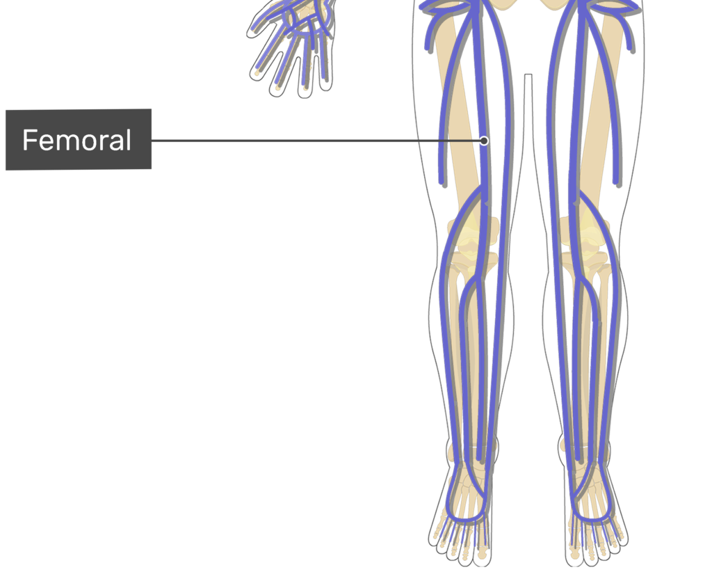 Labelled image of the femoral vein.