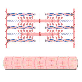 Components of muscle fiber