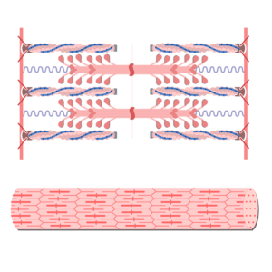 Components of muscle fiber