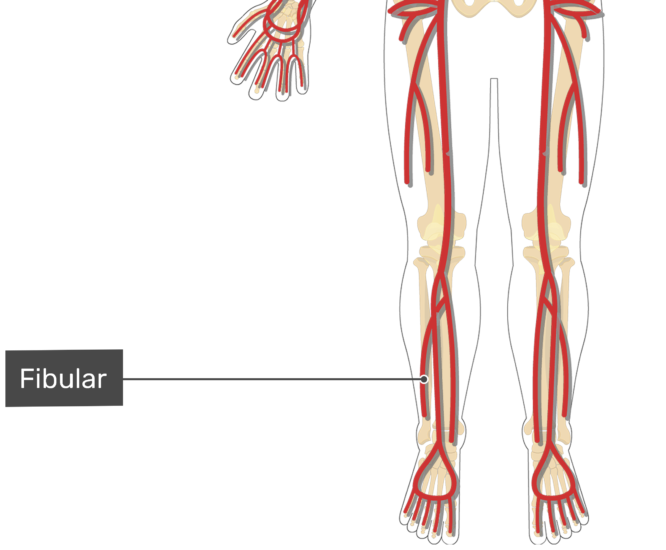 Major Systemic Arteries