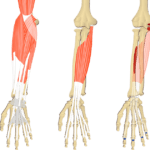 Featured image showing three images of the anterior forearm. The image on the left shows the bony elements and the muscles of the anterior forearm, the middle image shows the bony elements and isolated Flexor Digitorum Superficialis muscle, and the image on the right shows the attachments of the Flexor Digitorum Superficialis muscle connected by a transparent muscle itself.