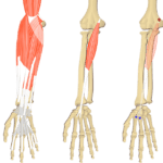 Featured image showing three images of the anterior forearm. The image on the left shows the bony elements and the muscles of the anterior forearm, the middle image shows the bony elements and isolated Flexor Carpi Radialis muscle, and the image on the right shows the attachments of the Flexor Carpi Radialis muscle connected by a transparent muscle itself.