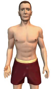 Slide 1 of the animation showing the flexion of the forearm at the elbow.