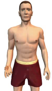 Slide 2 of the animation showing the flexion of the forearm at the elbow.