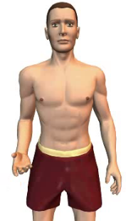 Slide 3 of the animation showing the flexion of the forearm at the elbow.