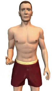 Slide 4 of the animation showing the flexion of the forearm at the elbow.